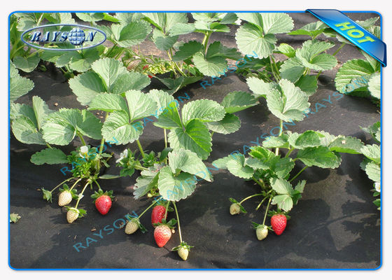 흑색 컬러 1.5OZ 40gsm 내지 100gsm에서 미생물에 의해 분해된 아주 튼튼하 아그리컬트루널 비 우븐 커버